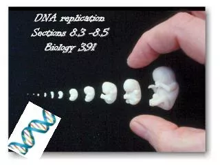 DNA replication Sections 8.3 -8.5 Biology 391