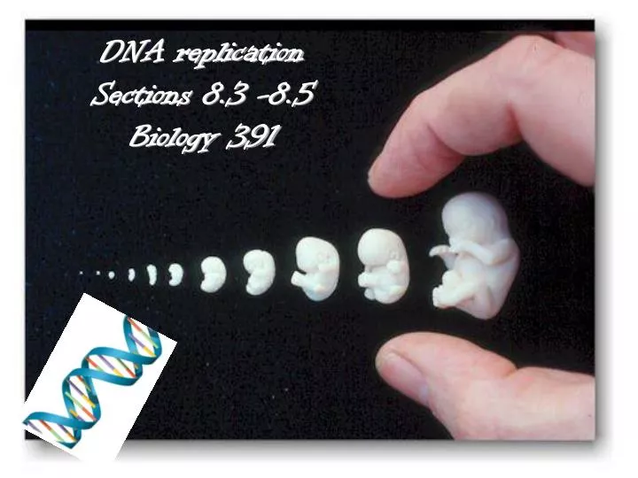 dna replication sections 8 3 8 5 biology 391
