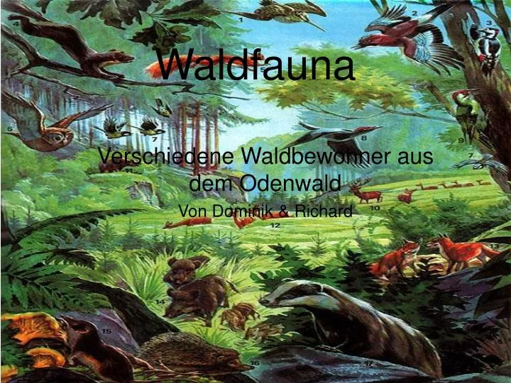 waldfauna