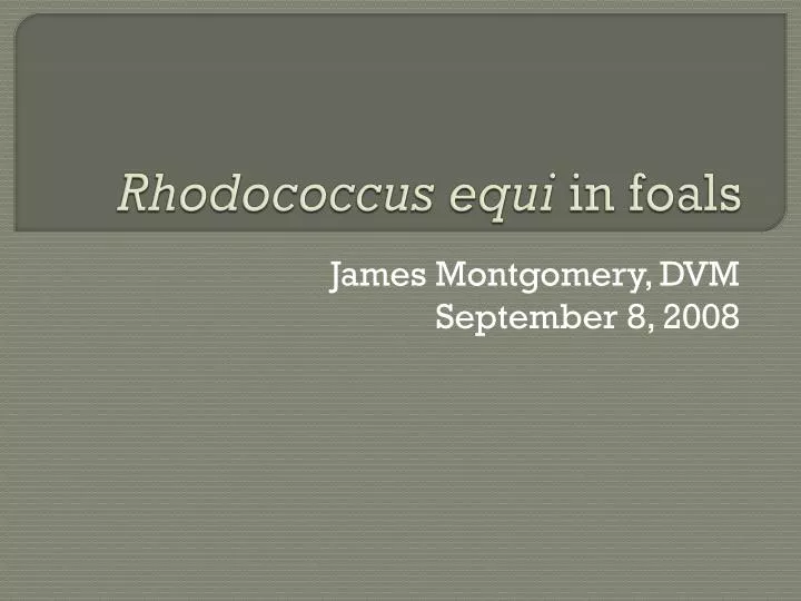 rhodococcus equi in foals