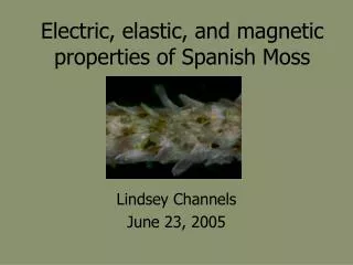 Electric, elastic, and magnetic properties of Spanish Moss