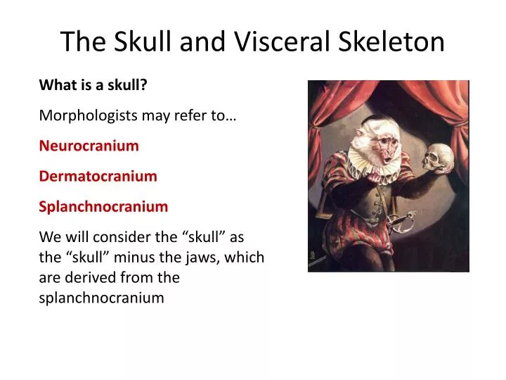 the skull and visceral skeleton
