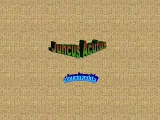 Juncus Acutus