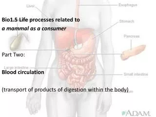 Bio1.5 Life processes related to a mammal as a consumer Part Two: Blood circulation
