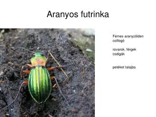 Aranyos futrinka