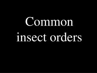 Common insect orders