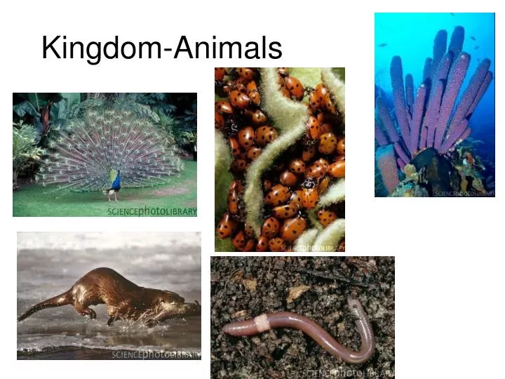 kingdom animals