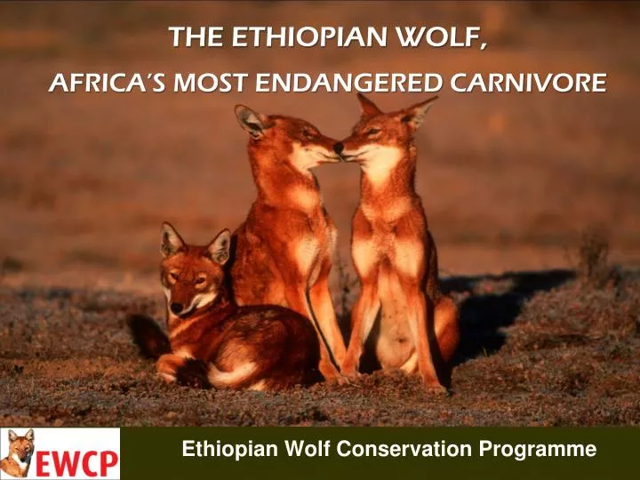 ethiopian wolf conservation programme