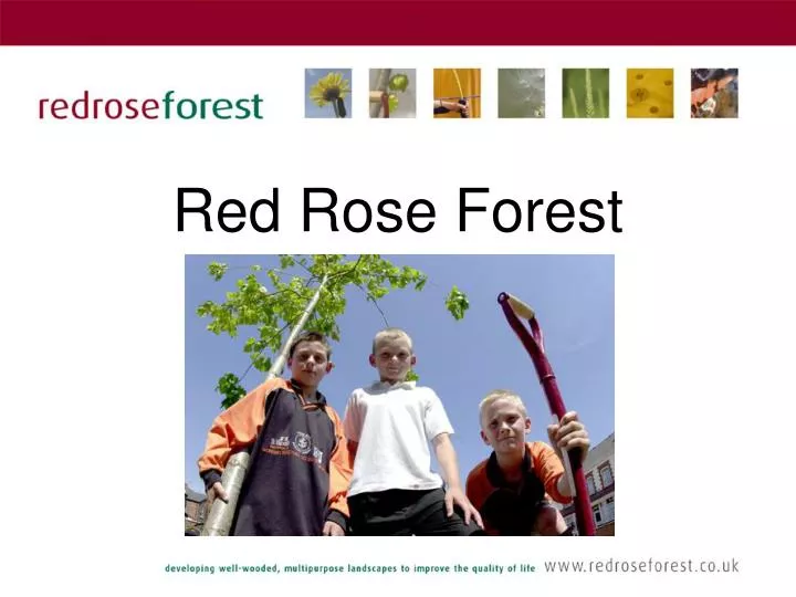 red rose forest