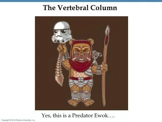 The Vertebral Column