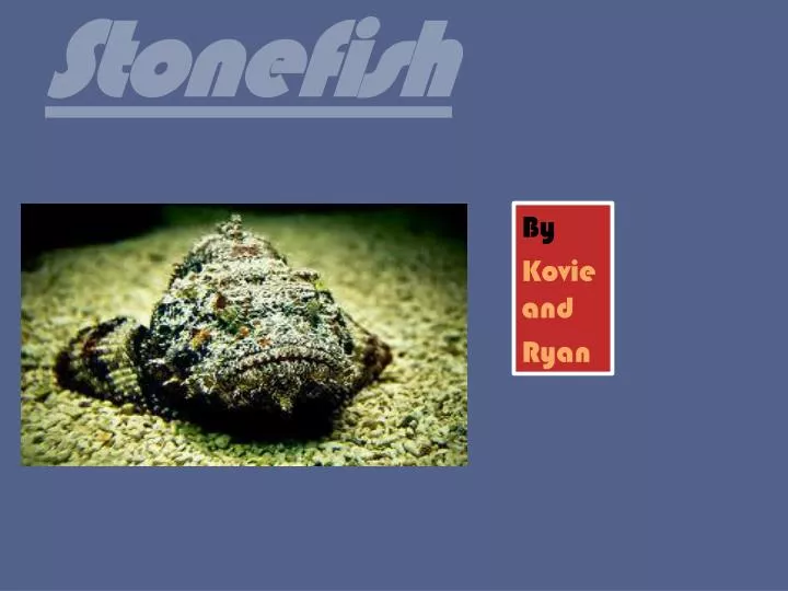 stonefish