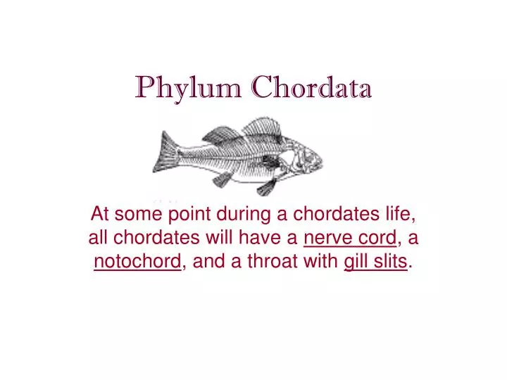 phylum chordata