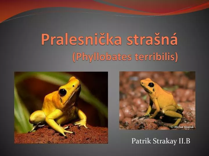 pralesni ka stra n phyllobates terribilis