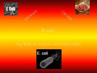 e coli