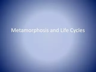 Metamorphosis and Life Cycles