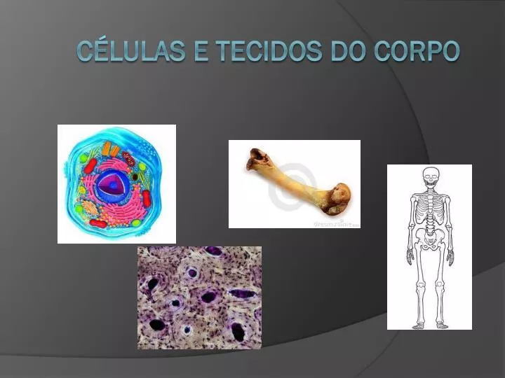 c lulas e tecidos do corpo
