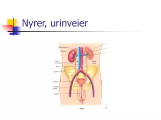 nyrer urinveier