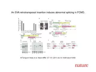 M Taniguchi-Ikeda et al. Nature 478 , 127 - 131 (2011) doi:10.1038/nature10456