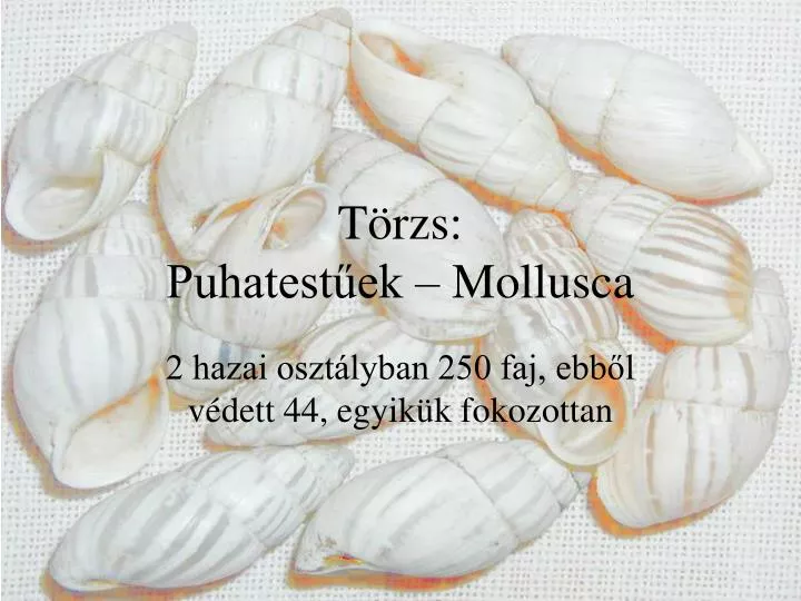 t rzs puhatest ek mollusca