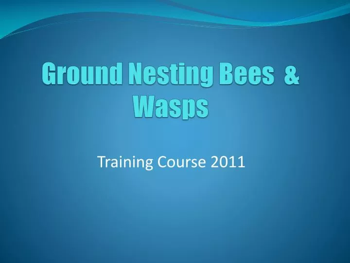 ground nesting bees wasps