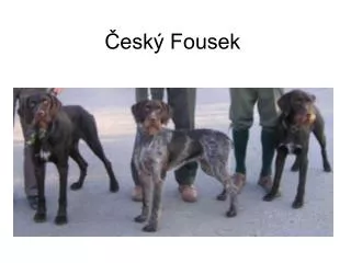 esk fousek