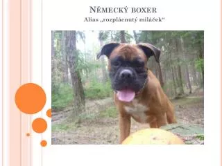 n meck boxer