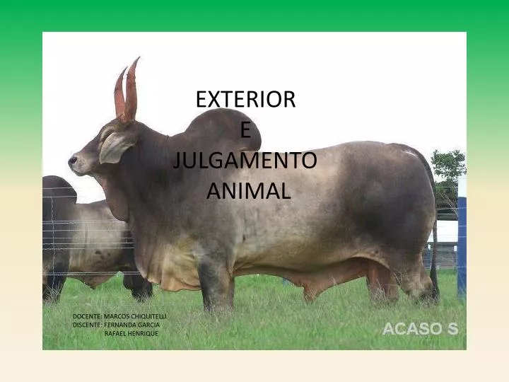 exterior e julgamento animal docente marcos chiquitelli discente fernanda garcia rafael henrique