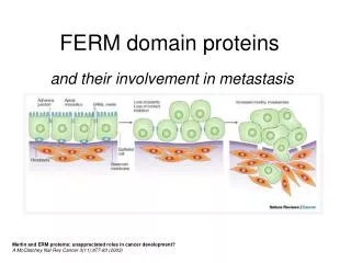 FERM domain proteins