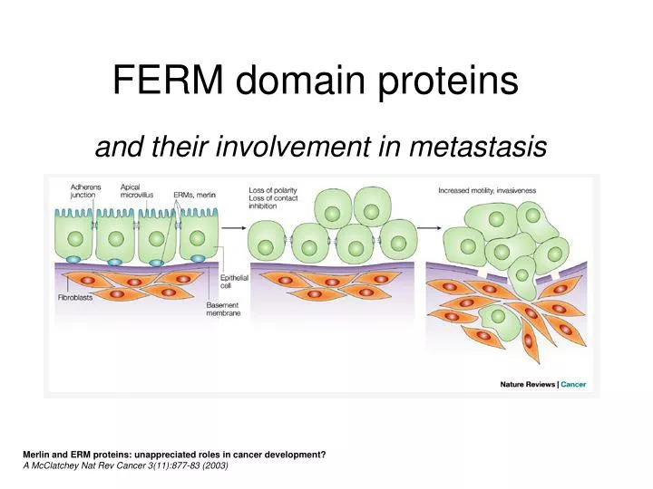 ferm domain proteins