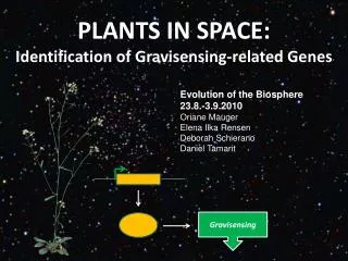 PLANTS IN SPACE: Identification of Gravisensing-related Genes