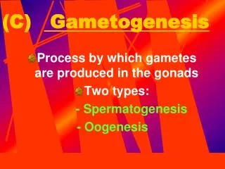 (C) Gametogenesis