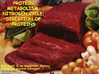 PROTEIN METABOLISM: NITROGEN CYCLE; DIGESTION OF PROTEINS