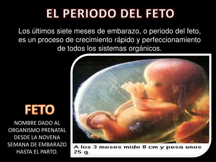 el periodo del feto