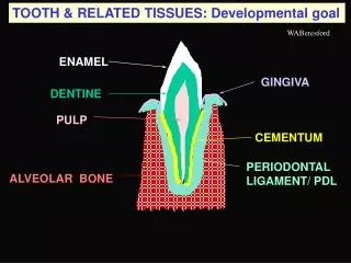 TOOTH &amp; RELATED TISSUES: Developmental goal