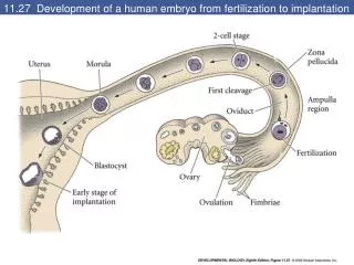 11.27 Development of a human embryo from fertilization to implantation