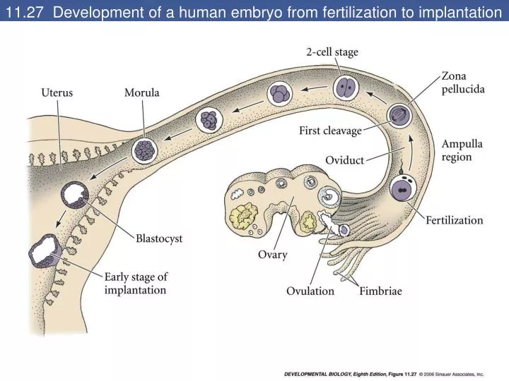 11 27 development of a human embryo from fertilization to implantation
