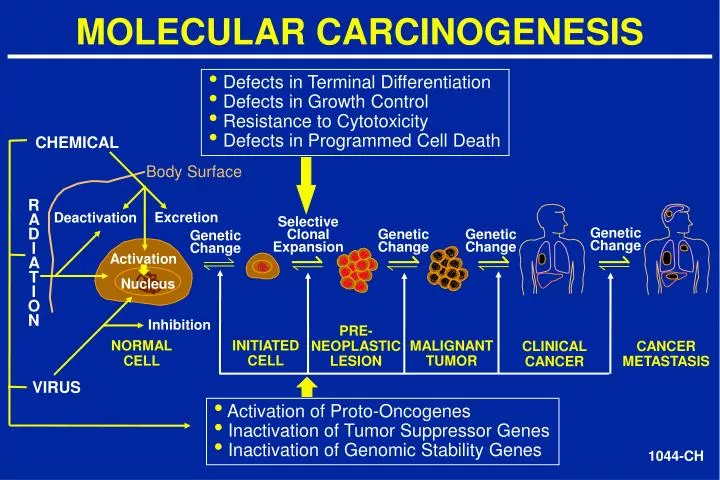 molecular carcinogenesis