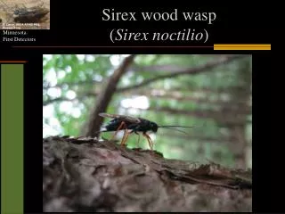Sirex wood wasp ( Sirex noctilio )