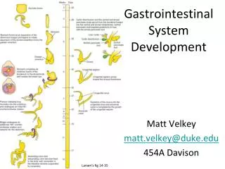 Gastrointestinal System Development