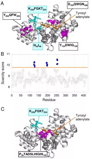 Tyrosyl adenylate