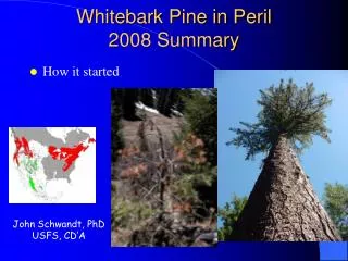 Whitebark Pine in Peril 2008 Summary