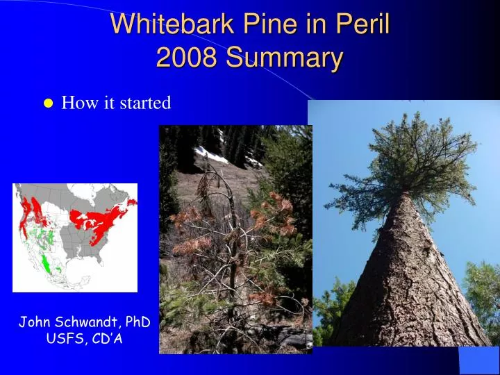 whitebark pine in peril 2008 summary