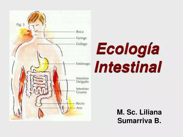 ecolog a intestinal