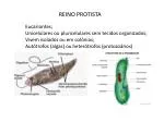 REINO PROTISTA - slide 1
