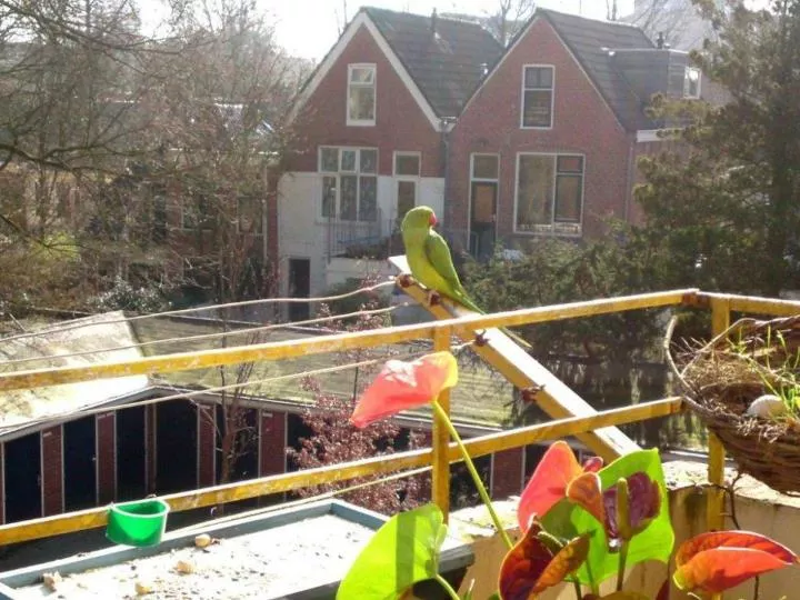 anna kloos vogel op balkon