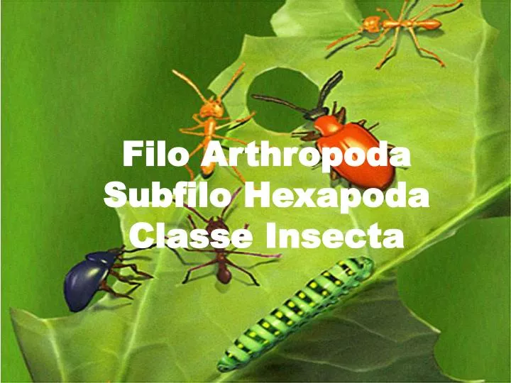 filo arthropoda subfilo hexapoda classe insecta
