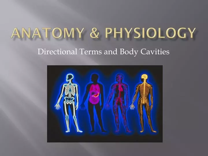 anatomy physiology