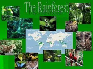 The Rainforest