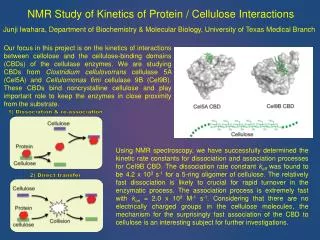 NMR Study of Kinetics of Protein / Cellulose Interactions
