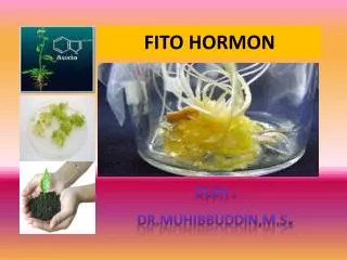 fito hormon